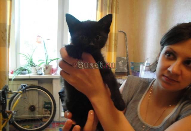 Отдам чёрного котёнка в хорошие руки Санкт-Петербург