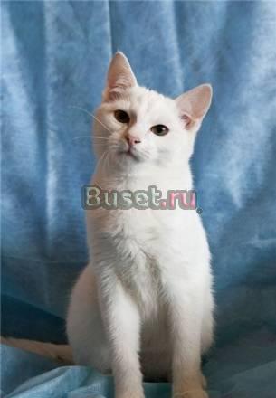 Котёнок в дар Вальс, 6 мес Москва