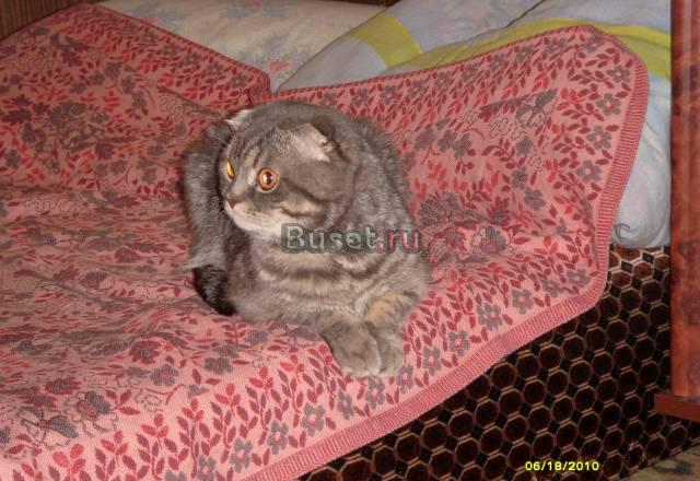 Шотландский) Кот пригласит на случку кошку Москва