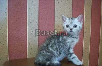 Британский серебрянный котенок Москва