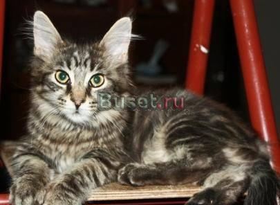 Кошечка мейн кун Москва