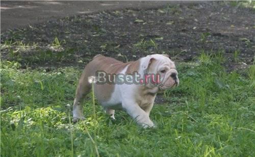 Английские бульдогиЛасковые пухлячки Москва