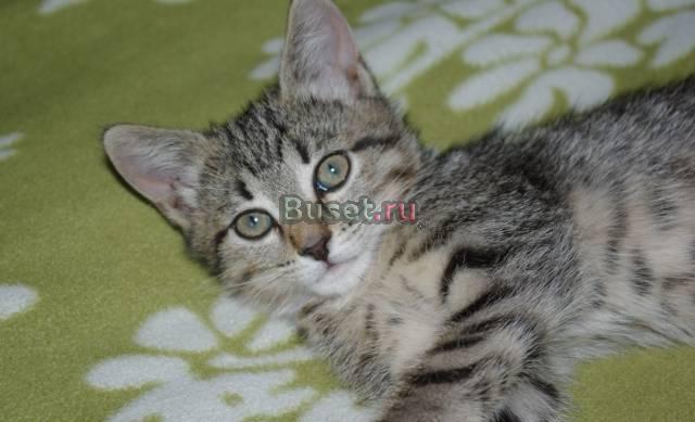 Котеночек ищет своего хозяина Москва