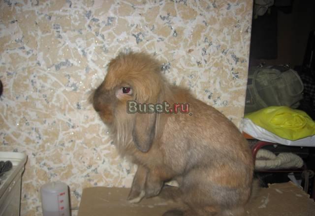 Продам декоративного кролика породы "Баран" Москва