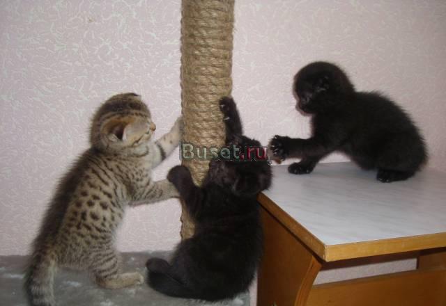 Шотландские вислоухие котята Новоуральск
