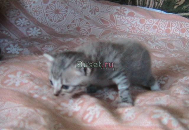 Котята Всеволожск