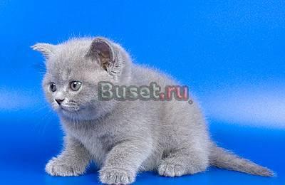 Британские котята голубые и лиловые Москва