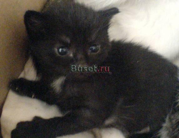 Котята от домашней кошки Нижневартовск