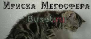 Экзотические плюшевые котята Москва