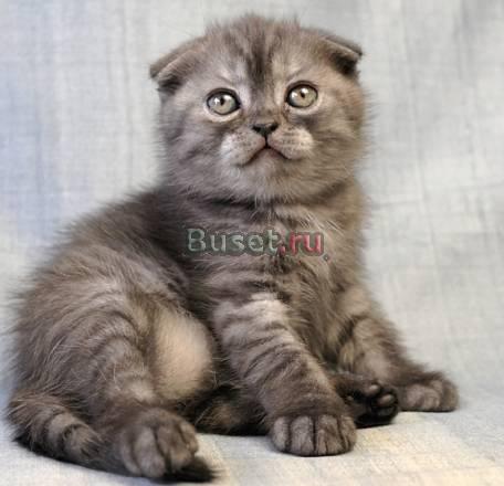 Качественная вислоухая кошечка Санкт-Петербург