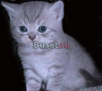 Британский голубой тэбби котик.Изумрудные глазки Москва