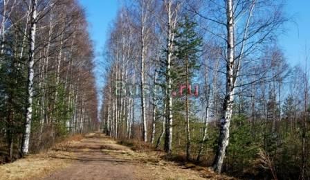 Борисова Грива пос Санкт-Петербург