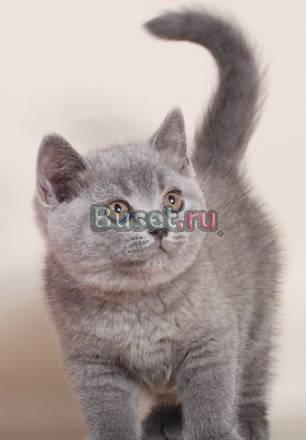 Котенок недорого от гранд интер чемпионов Москва