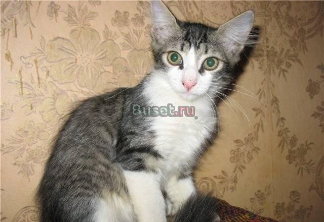 Грациозный длиннолапый олененок Касенька Москва