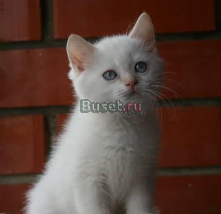 Британский котёнок колор-пойнт Москва