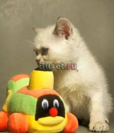 Британский беленький котик Москва