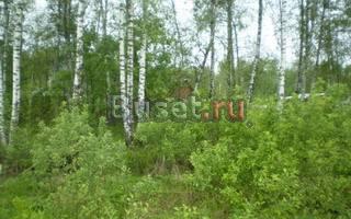 Участок 10 соток с берёзами Чехов