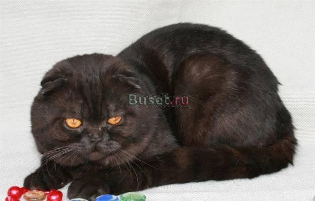 Вислоухий кот приглашает здоровых,привитых кошечек Москва