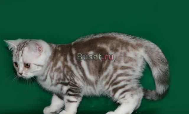 Британские котята шоколадные мраморята Санкт-Петербург