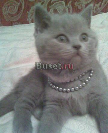 Котята-недорого Санкт-Петербург