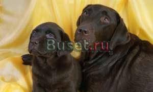 ЛАБРАДОРЫ ЩЕНКИ ШОКОЛАДНОГО и чёрного ОКРАСА  Москва