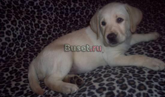 ЛАБРАДОРЫ - ШОКОЛАДНЫЕ, ПАЛЕВЫЕ, ЧЁРНЫЕ   Москва