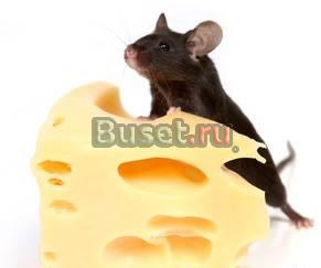 Сыр 145 руб.Белорусия на складе в Москве Самара