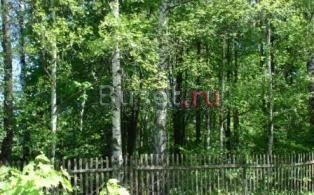 Участок с лесными деревьями в Толстопальцево Москва