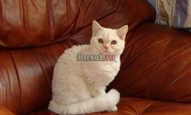 Элитная кошечка селкирк рекс летнее предложение Москва