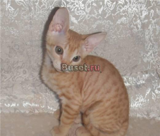 Котёнок , который не линяет Санкт-Петербург