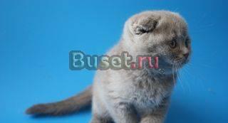 Лиловый вислоухий котик Москва