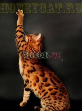 Бенгальчики Москва