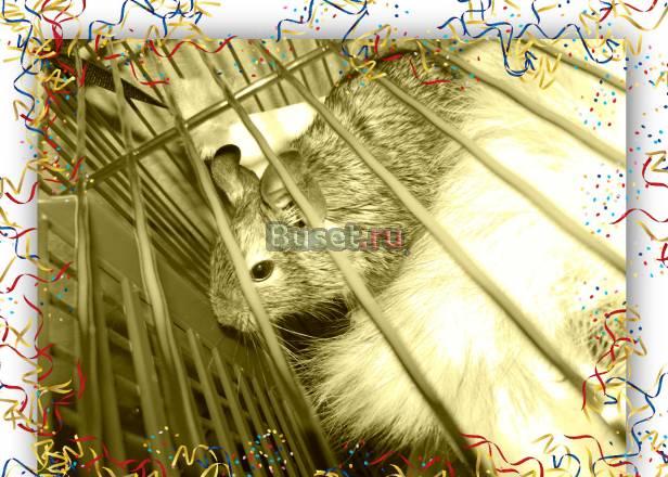 Продаю дегу с принадлежностями Раменское
