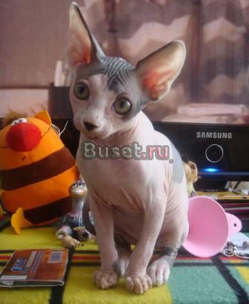 Котенок канадского сфинкса Барнаул