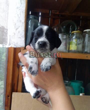 Щенки русского спаниеля Казань