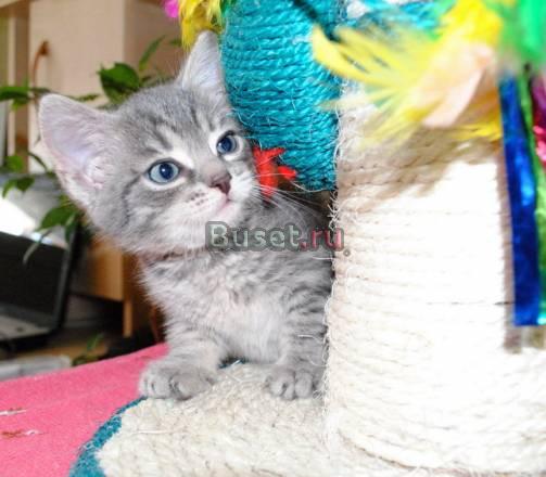 Котенок Счастливчик ждет любящих хозяев Москва