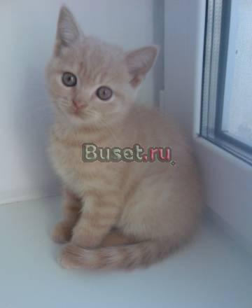 Плюшевые красавцы Нижний Новгород