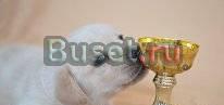 Щенки лабрадора от чемпионов. 100 импортные крови Москва