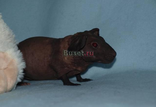 Морская свинка болдуин Москва