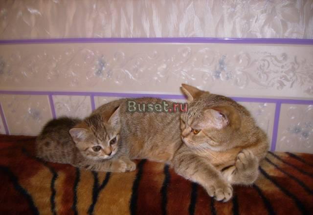 Британский котенок Ярославль