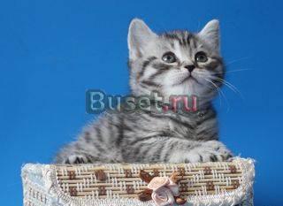 Котята окраса Вискас Москва