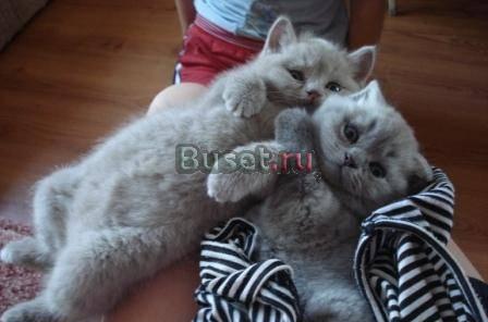 Очаровашки ждут своих хозяев Нижний Новгород