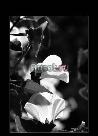 Фотография "Бабочки-цветы" Москва