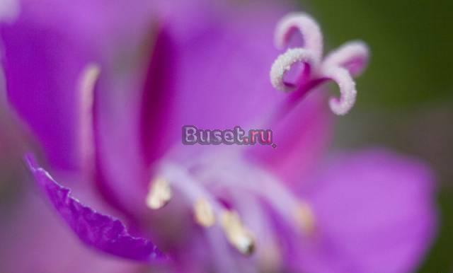 Фотография "Цветочная фантазия" Москва