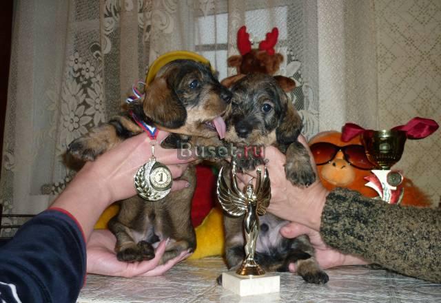 Продаются щенки жш таксы стандарт Санкт-Петербург