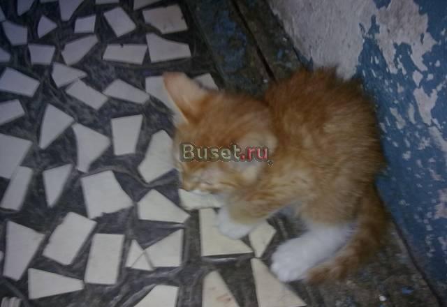 Отдам рыженького котёнка Москва