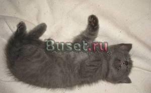 Котята британские 2 мес.метисы Санкт-Петербург