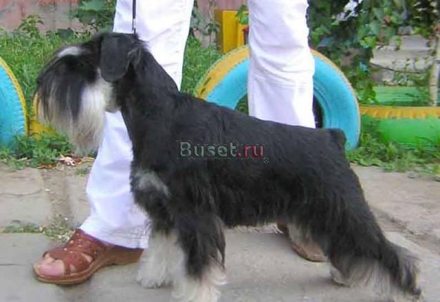 Цвергшнауцер щенки Москва