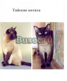 Тайские котята Рыбинск