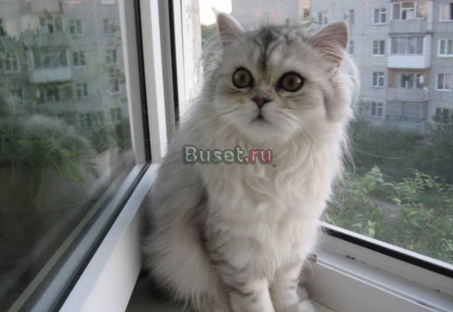 Персидский шиншиловый котёнок Москва